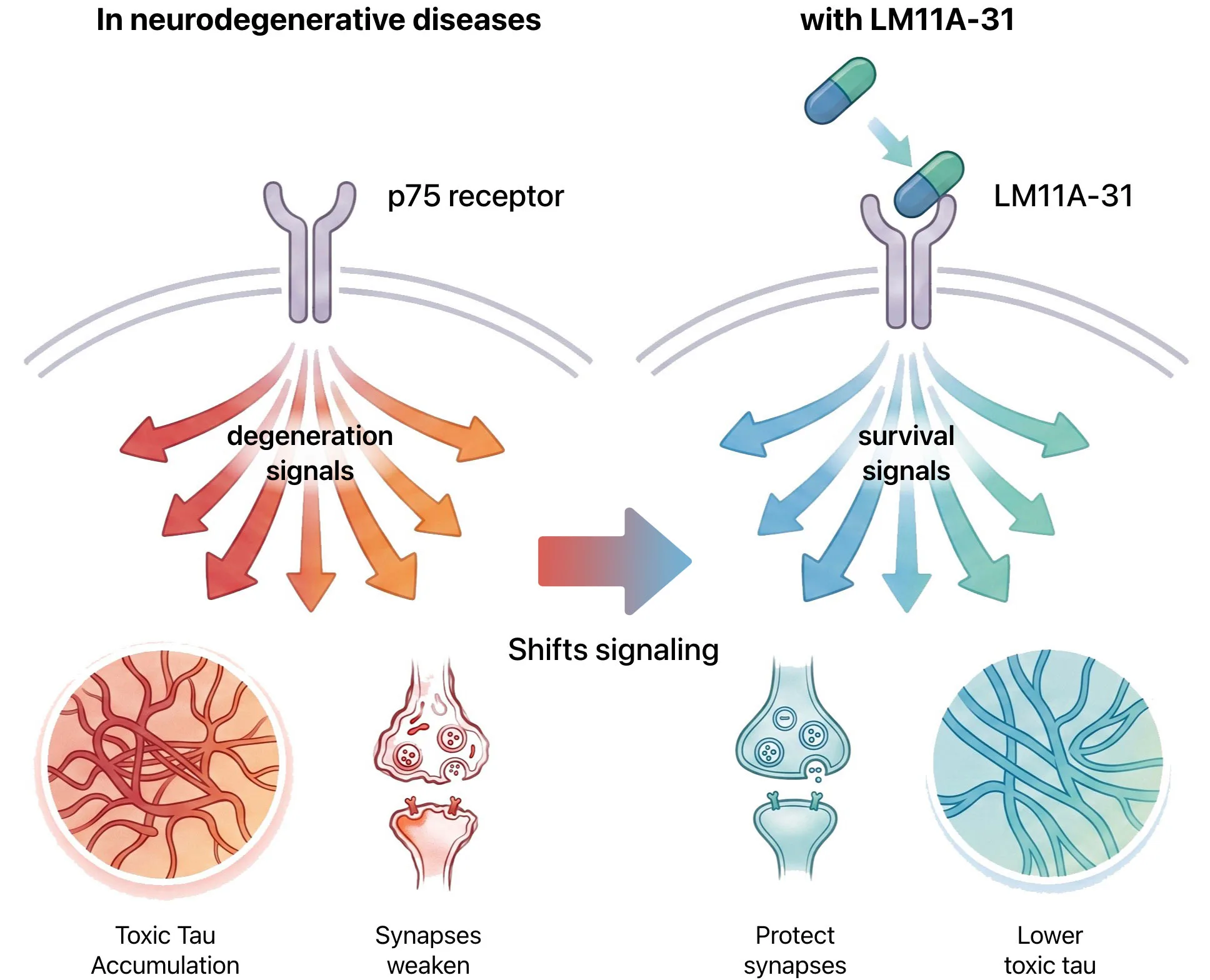 The diagram contrasts p75 receptor degeneration signals, toxic tau accumulation and weakened synapses with LM11A-31 shifting signaling toward survival, lower toxic tau and protected synapses.